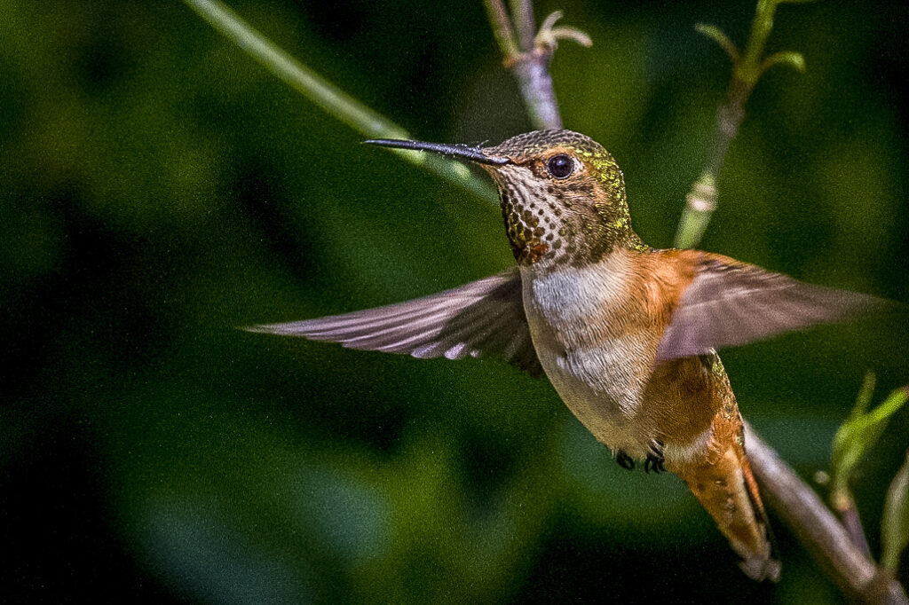 A hummingbird hovering in mid air.